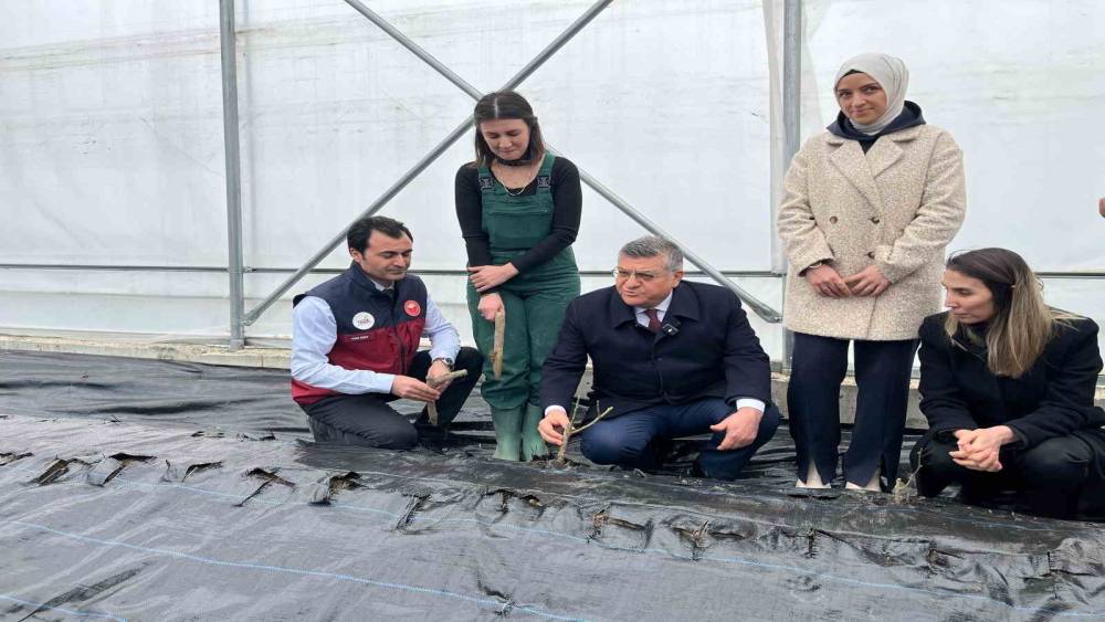 Sinop&rsquo;ta IPARD desteğiyle kurulan serada ilk g&uuml;l fidanları toprakla buluştu
