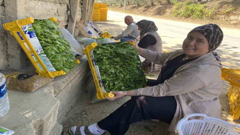 &Uuml;z&uuml;mden &ouml;nce yaprağı kazandırıyor
