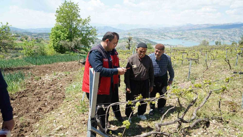 Kahramanmaraş&rsquo;ta Kabarcık &Uuml;z&uuml;m&rsquo;e koruma hamlesi
