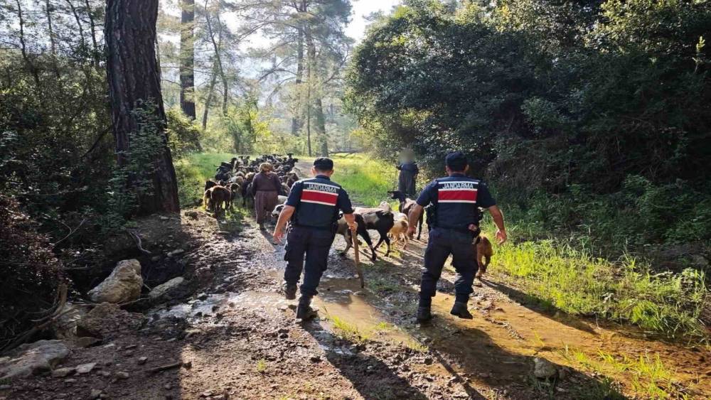 Antalya&rsquo;da s&uuml;r&uuml;den ayrılıp kaybolan 41 ke&ccedil;i jandarma tarafından bulundu
