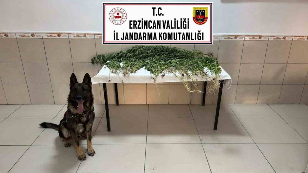 Erzincan&rsquo;da uyuşturucu operasyonunda 227 k&ouml;k kenevir ele ge&ccedil;irildi
