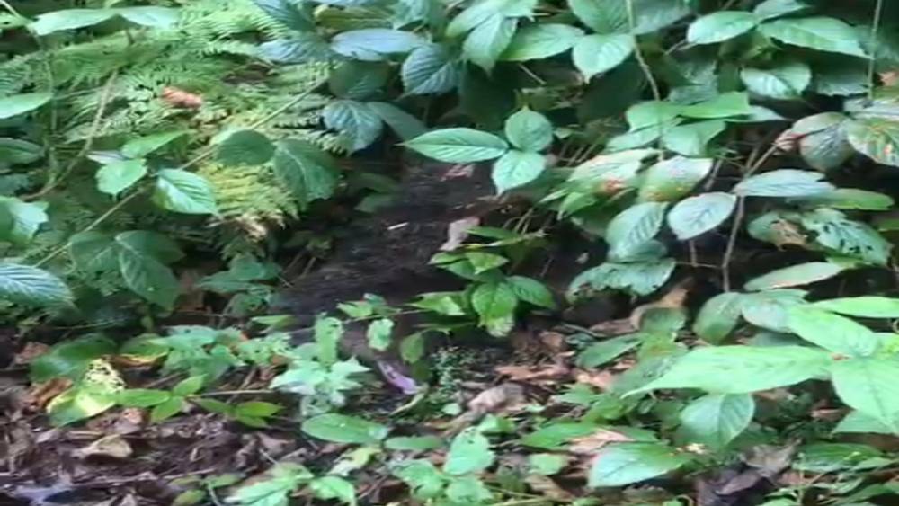 Ağaçta mahsur kalan yavru ayı, itfaiye tarafından kurtarıldı
