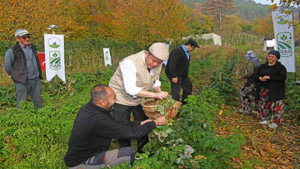 Osmangazi Belediyesinden dağ k&ouml;ylerinde ahududu seferberliği; hedef 100 d&ouml;n&uuml;m
