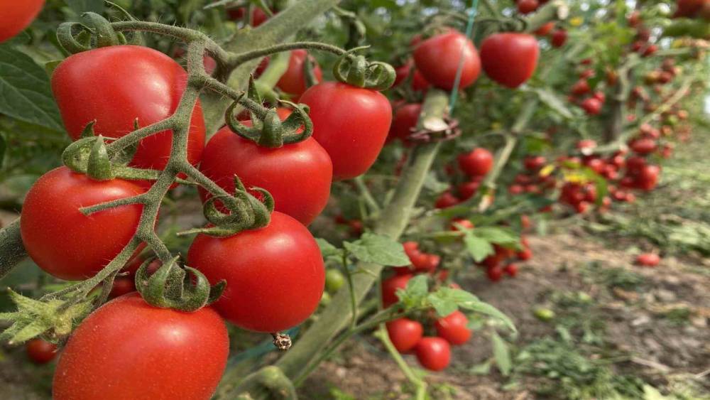 Antalya Ticaret Borsası, Ocak ayı hal endeksini a&ccedil;ıkladı
