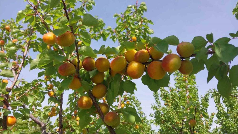 Mersin&rsquo;de kayısı hasadı başladı, &uuml;retici verimden memnun
