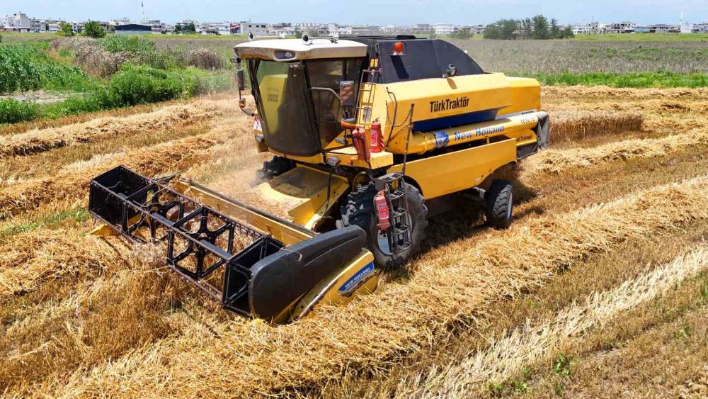 Turfanda buğdayda hasat başladı: Rekolte y&uuml;z g&uuml;ld&uuml;rd&uuml;
