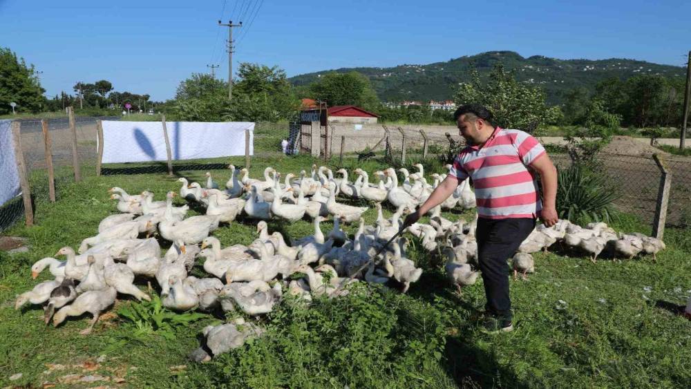 Ordu&rsquo;da kaz bereketi: 20 ile başladı, 220&rsquo;ye &ccedil;ıktı
