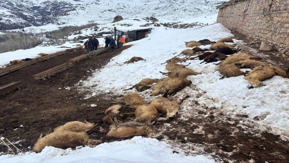 Erzincan&rsquo;da yemden zehirlendikleri d&uuml;ş&uuml;n&uuml;len 80 koyun telef oldu
