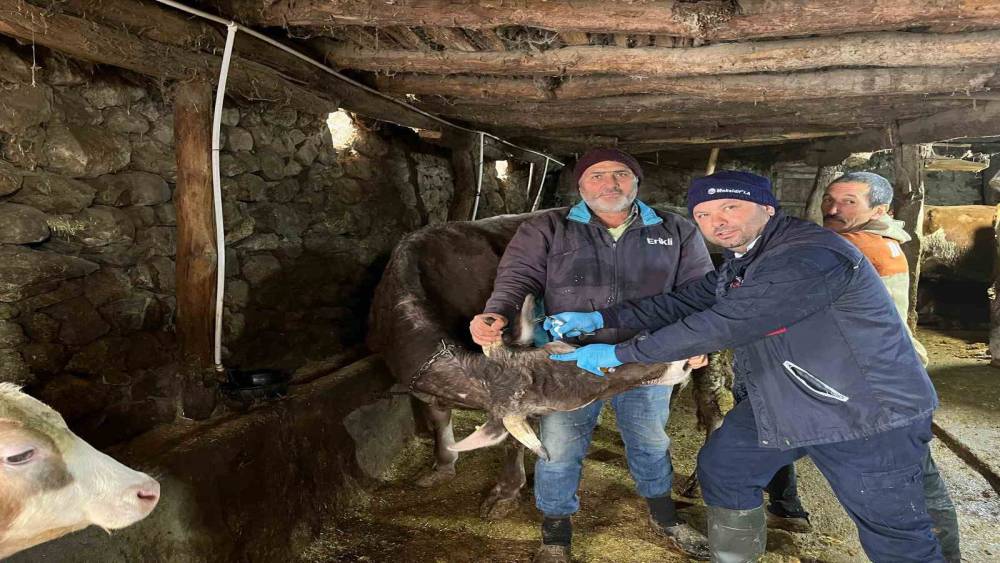 Tokat&rsquo;ta  şap hastalığına karşı yoğun mesai
