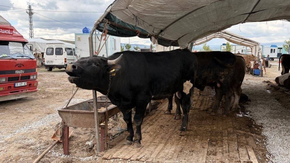 Kayseri&rsquo;de 53 bin 284 adet kurban kesildi
