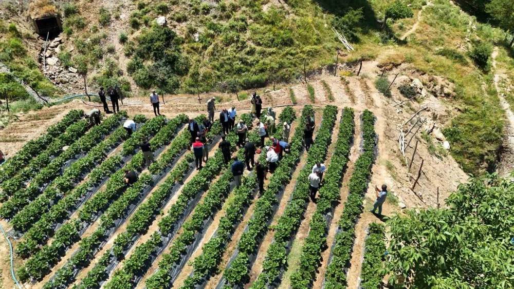 Siirt&rsquo;te &ccedil;ilek hasadı
