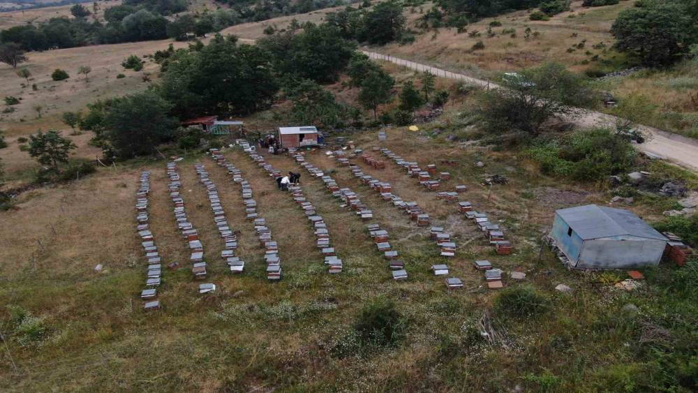 Arıcılıkta yapay zeka d&ouml;nemi
