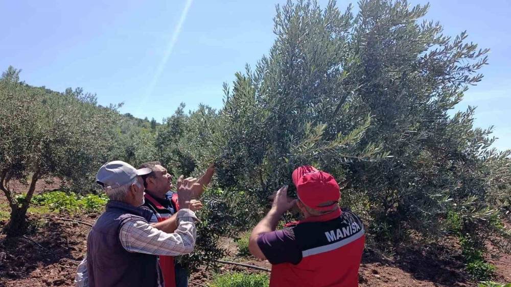 Akhisar&rsquo;da zeytin &uuml;reticilerine hastalık ve zararlı uyarısı
