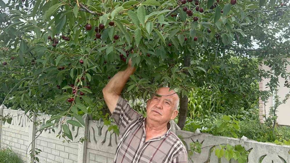 Stokların azlığı ve y&uuml;ksek aroma tercihi Sultandağı vişnesini değerli yaptı

