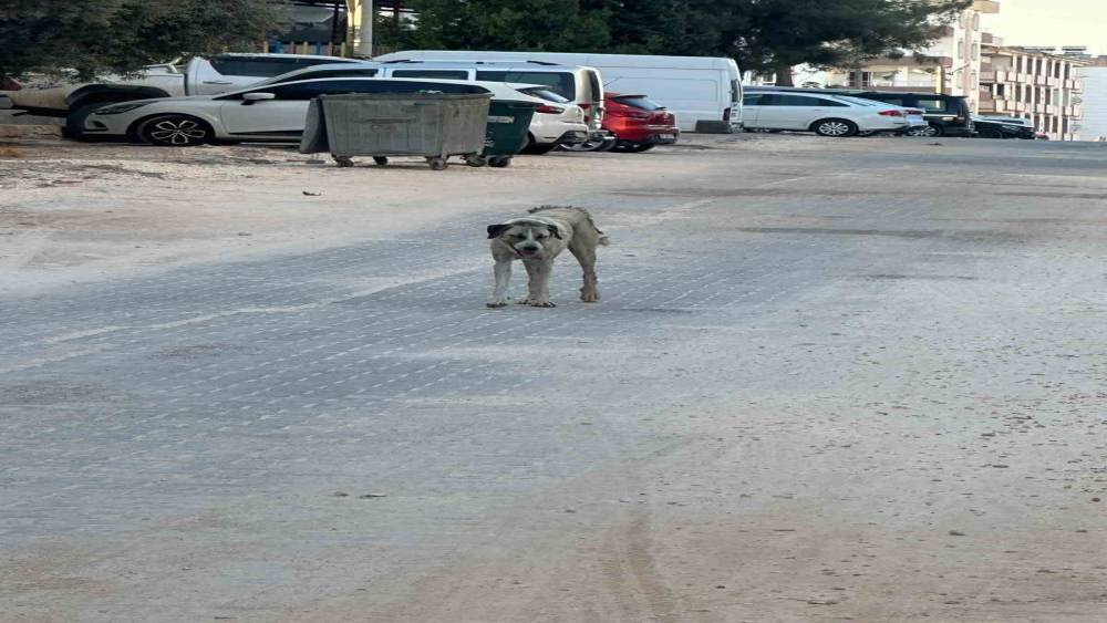 Halfeti&rsquo;de sahipsiz k&ouml;peğin saldırdığı &ccedil;ocuk yaralandı

