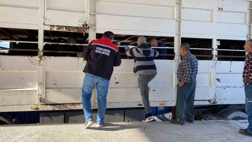 Burdur’da şap karantinasındaki küpesiz hayvan taşıyan besiciye 170 bin lira ceza
