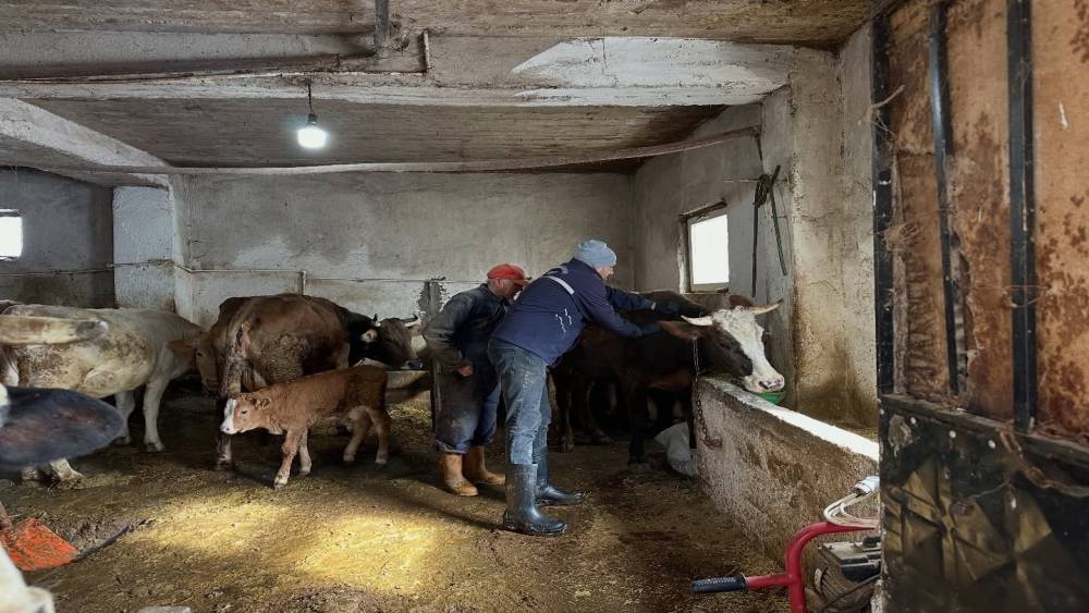 Aydıntepe&rsquo;de 2026 ilkbahar şap aşılama kampanyası tamamlandı
