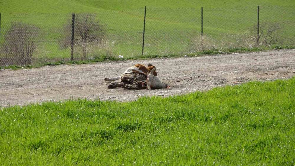 Baraj i&ccedil;erisine ve ulu orta atılan b&uuml;y&uuml;kbaş hayvan leşleri pes dedirtti
