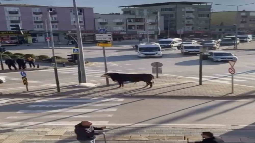 Bursa&rsquo;da ka&ccedil;an boğa trafiği karıştırdı, Ankara yolunda metrelerce koştu
