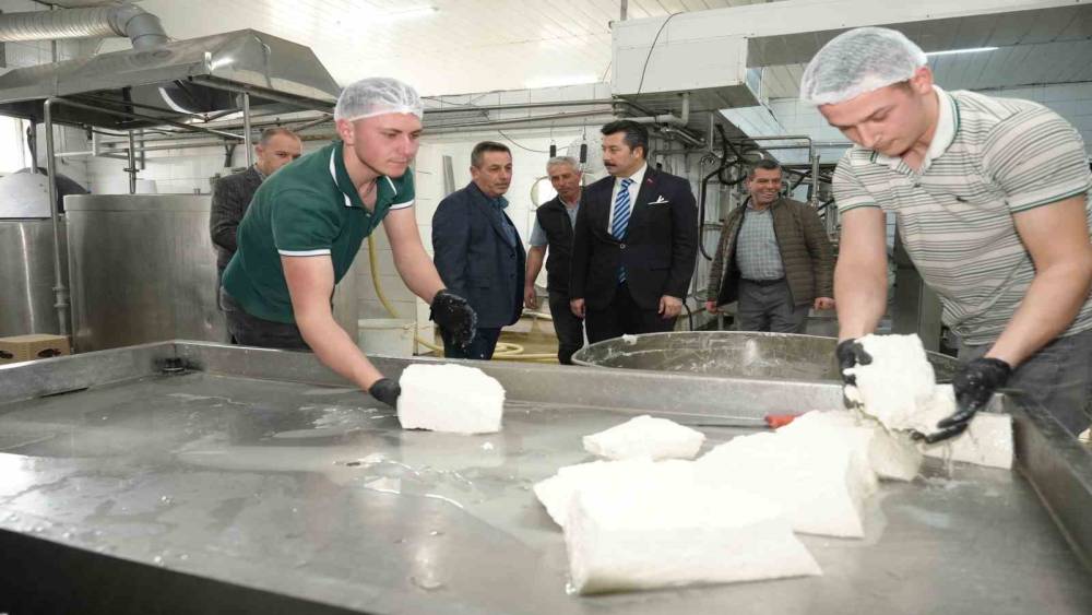 Her g&uuml;n 3,5 ton s&uuml;tten 12 &ccedil;eşit peynir &uuml;retiyorlar
