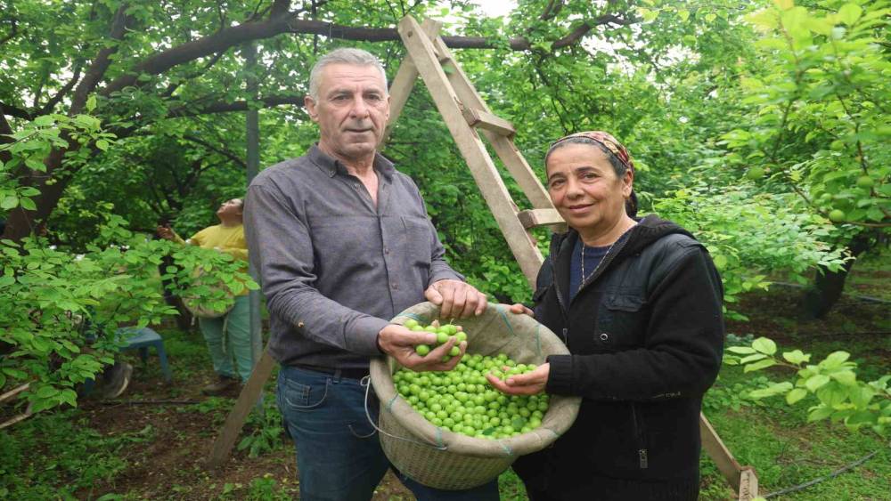 Turfanda can eriği Avrupa &uuml;lkelerine ihra&ccedil; ediliyor
