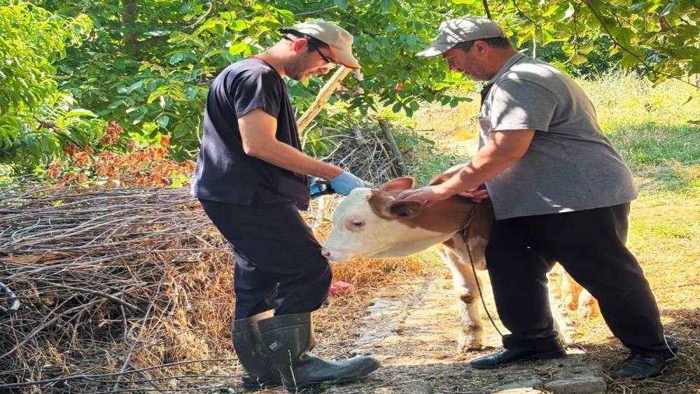 Şaphane&rsquo;de b&uuml;y&uuml;kbaş hayvanlara kimliklendirme &ccedil;alışması
