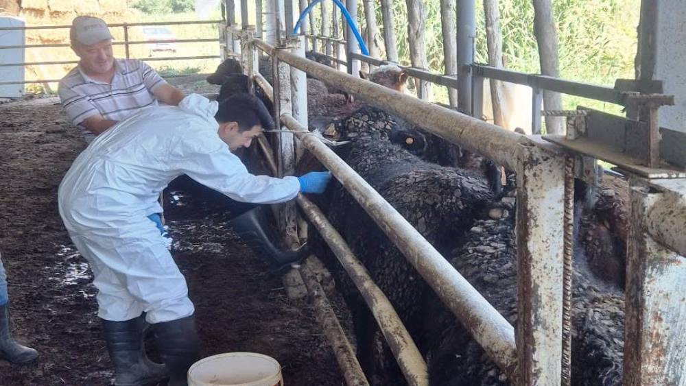 Uruguay&rsquo;dan getirilen besilik sığırlar Simav&rsquo;da kontrolden ge&ccedil;iyor
