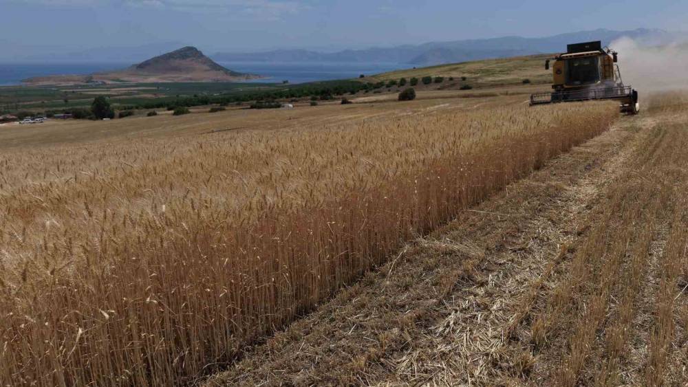 Bitlis&rsquo;te altın başaklar bi&ccedil;iliyor
