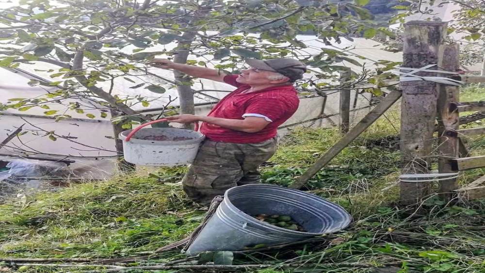 Ağasar&rsquo;da fındığa alternatif olarak ceviz &uuml;retiliyor
