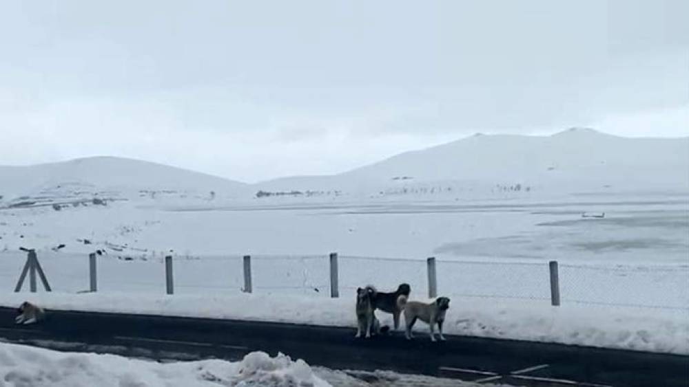 Ağrı&rsquo;da başıboş sokak k&ouml;pekleri tehlike sa&ccedil;ıyor
