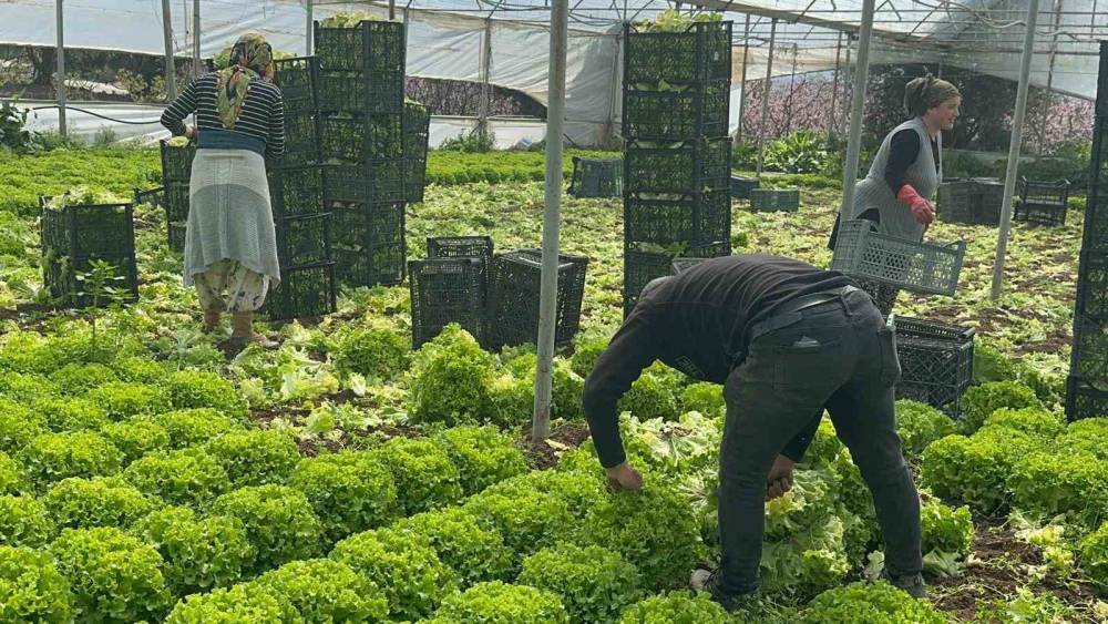 Ge&ccedil;en sene zararıyla ağlatan &rsquo;kıvırcık&rsquo; bu yıl g&uuml;ld&uuml;rd&uuml;
