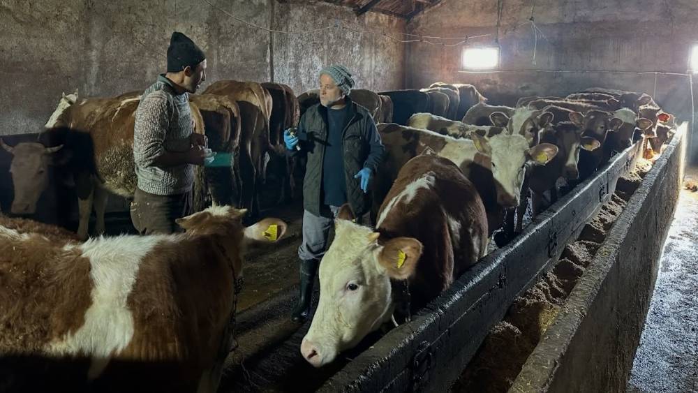 Aydıntepe&rsquo;nin 23 k&ouml;y&uuml;nde ve 4 mahallesinde şap aşılama kampanyası tamamlandı
