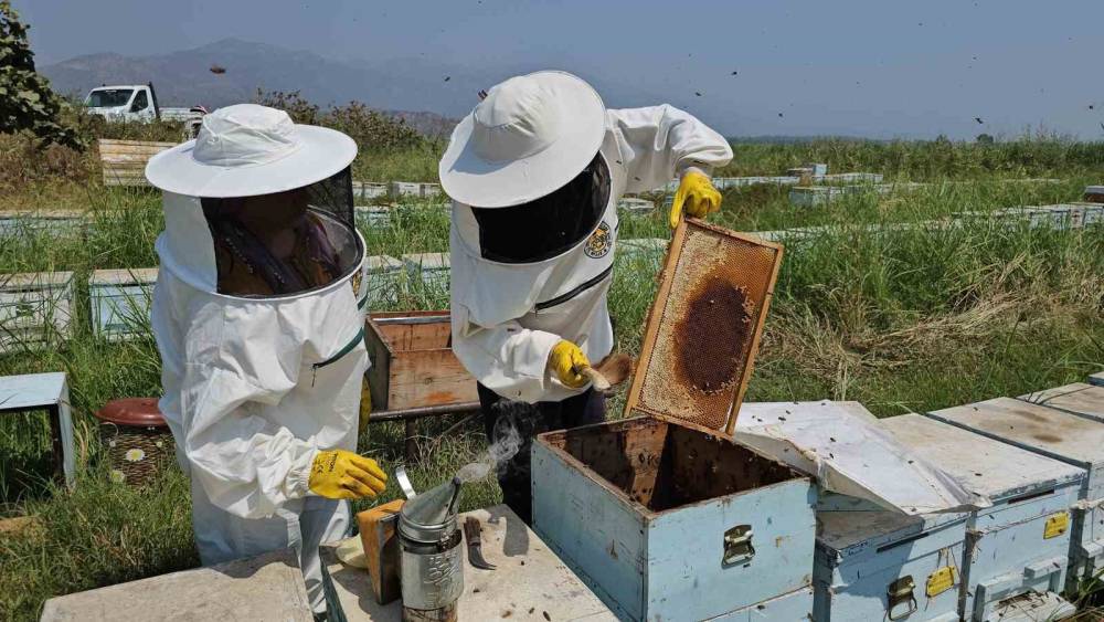 Kuyucak&rsquo;tan d&uuml;nyaya kovan ihracatı
