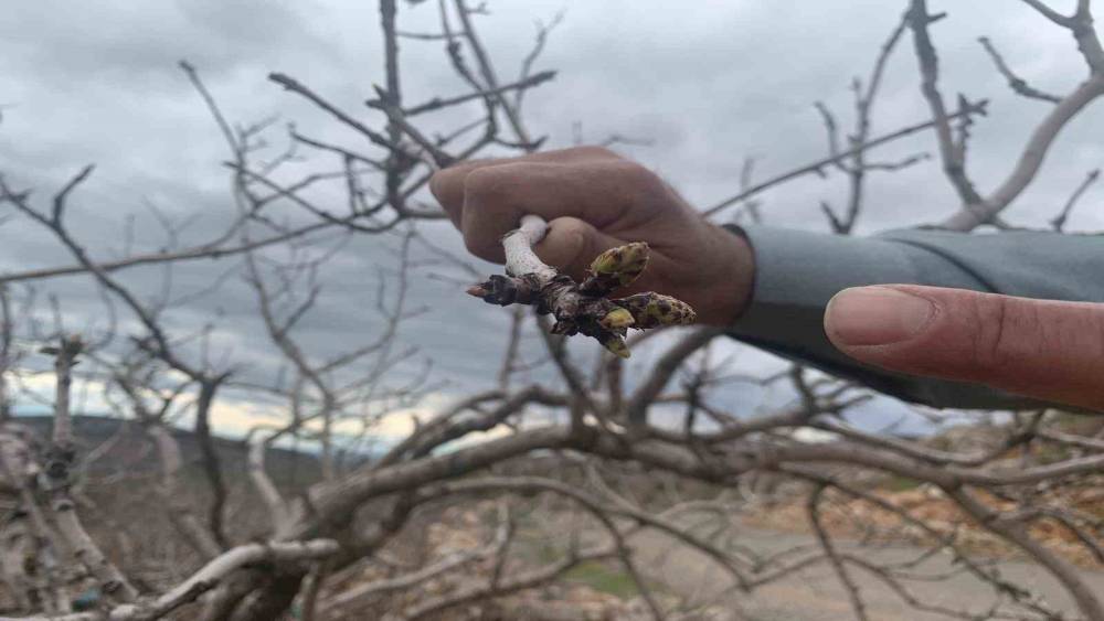 Kar ve yağmur bereketi: Antep fıstığında kuraklık endişesi ge&ccedil;ti
