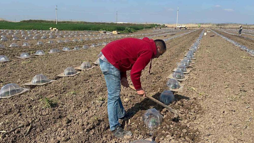 Tarım iş&ccedil;ilerini ve &ccedil;ift&ccedil;ileri en &ccedil;ok turfanda karpuz dikimi zorluyor
