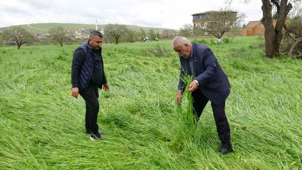 Hububatı &lsquo;s&uuml;per h&uuml;cre&rsquo; vurdu
