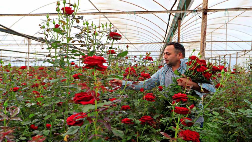 Anneler g&uuml;n&uuml; fırsat&ccedil;ıları iş başında: &Uuml;reticiden 20 TL&rsquo;ye &ccedil;ıkan g&uuml;l annelere 150 -200 TL&rsquo;ye ulaşıyor
