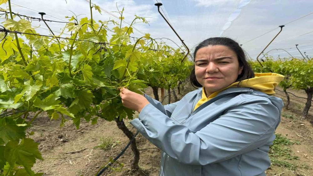 Laboratuvar sonu&ccedil;ları "pestisit yok" dedi, başarı tescillendi

