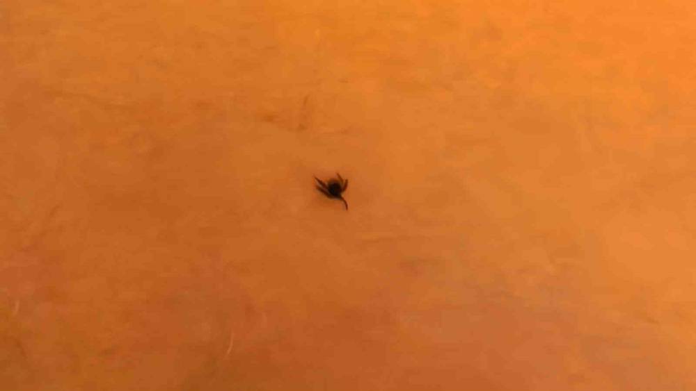 İneg&ouml;l&rsquo;de kene alarmı
