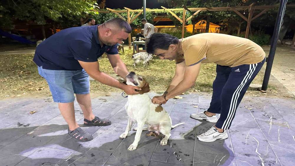 Sarıg&ouml;l&rsquo;de av k&ouml;peklerine kuduz aşısı seferberliği
