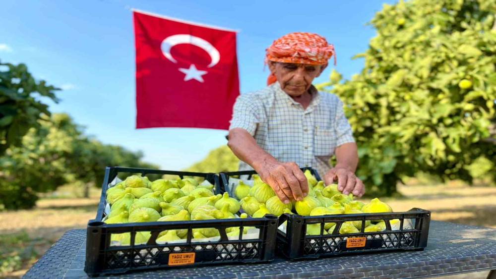 Bardacık incirinde hasat heyecanı başladı
