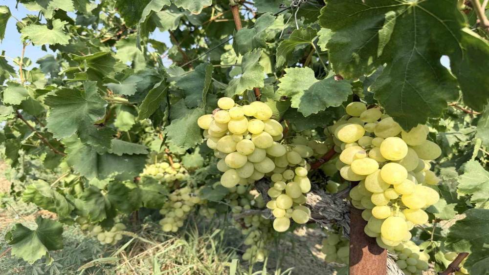 Y&uuml;ksek rekolte &uuml;z&uuml;m fiyatlarını d&uuml;ş&uuml;rd&uuml;
