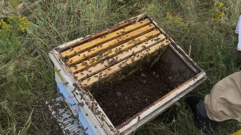 Binlerce arıyı meyve gibi kovan kapağına topladı
