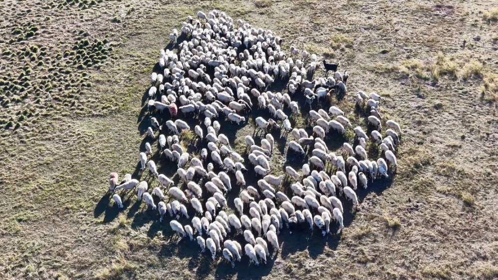 150 bin lira maaşa rağmen &ccedil;oban sıkıntısı &ccedil;&ouml;z&uuml;lemedi
