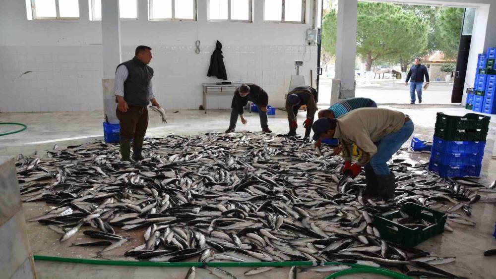 Muğla&rsquo;nın ihracatında su &uuml;r&uuml;nleri, zeytin ve madencilik &ouml;ne &ccedil;ıkıyor
