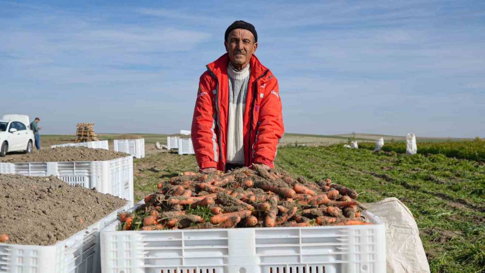 Beypazarı’nda hummalı havuç mesaisi başladı: Dönüme 10 ton ürün bekleniyor
