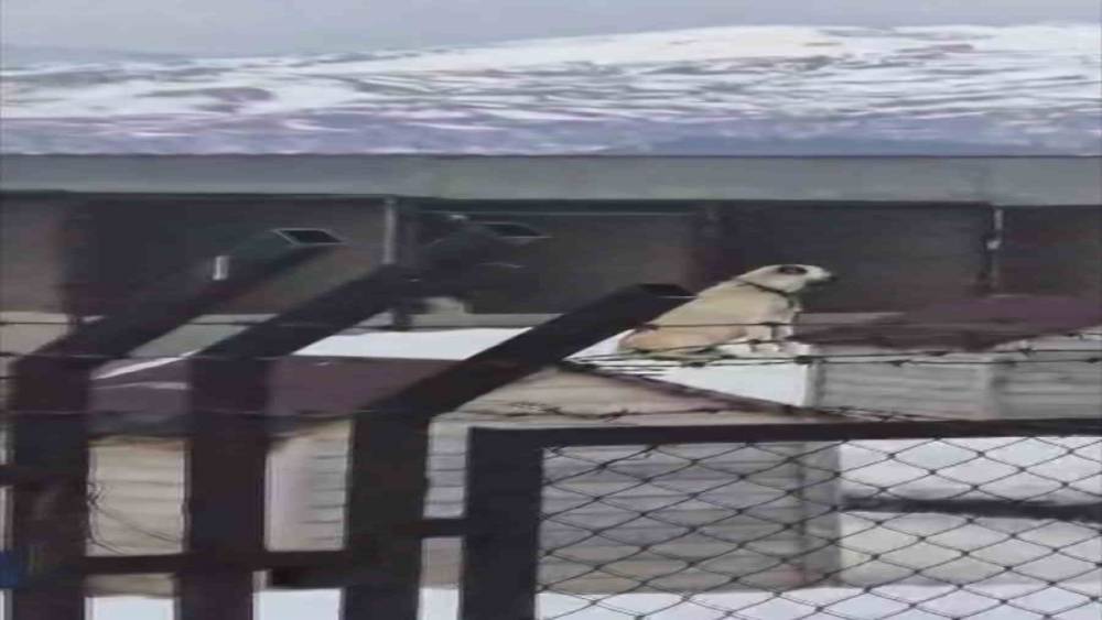 Erzincan&rsquo;daki deprem &ouml;ncesi Sivas&rsquo;taki Kangal k&ouml;pekleri tepki verdi
