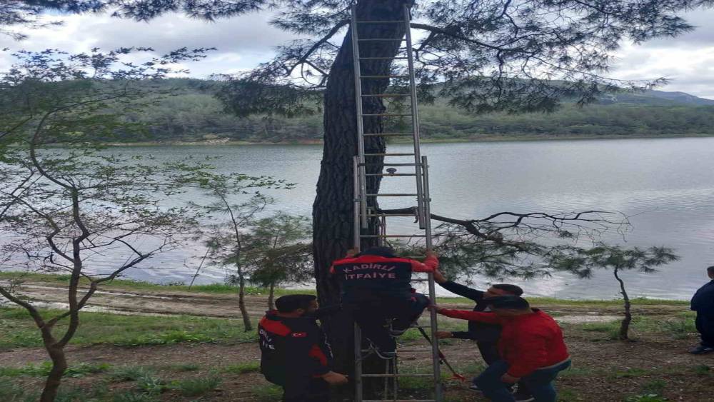 Osmaniye&rsquo;de ağaca takılan kargayı itfaiye kurtardı
