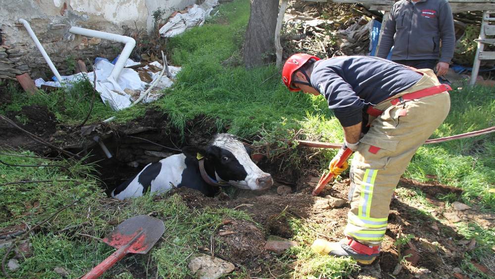 Kuyuya d&uuml;şen 7 aylık gebe inek kurtarıldı

