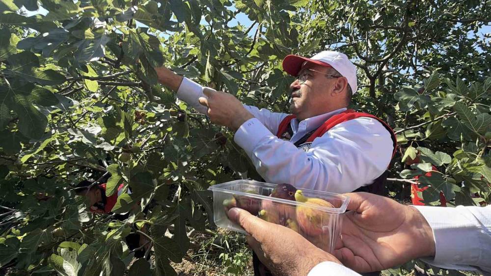 Coğrafi işaretli Havran siyah incirinde hasat başladı
